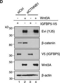 V5 Epitope Tag Antibody