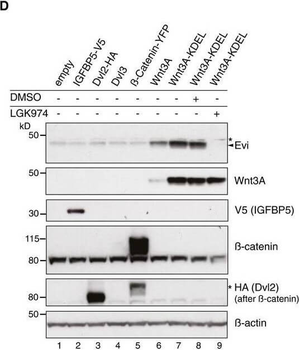 V5 Epitope Tag Antibody