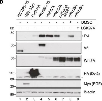V5 Epitope Tag Antibody