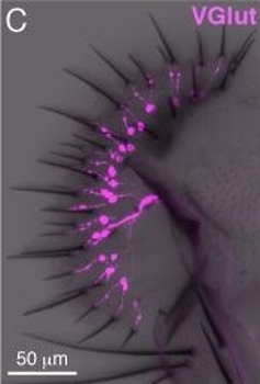RFP Antibody Pre-adsorbed