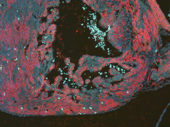 RFP Antibody Pre-adsorbed