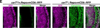 RFP Antibody Pre-adsorbed
