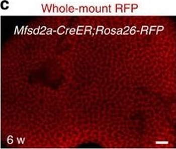 RFP Antibody Pre-adsorbed