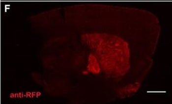 RFP Antibody Pre-adsorbed