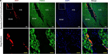 RFP Antibody Pre-adsorbed