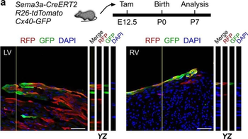 RFP Antibody Pre-adsorbed