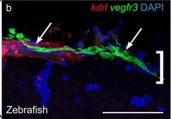 RFP Antibody Pre-adsorbed