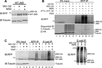 RFP Antibody Pre-adsorbed