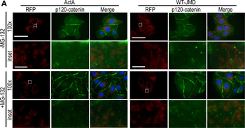 RFP Antibody Pre-adsorbed