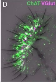 RFP Antibody Pre-adsorbed