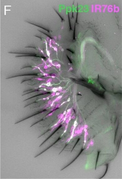 RFP Antibody Pre-adsorbed