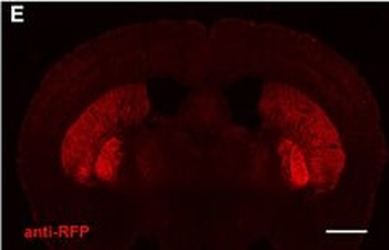 RFP Antibody Pre-adsorbed