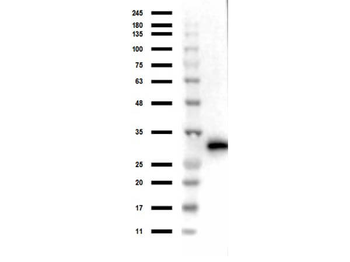RFP Antibody Pre-adsorbed