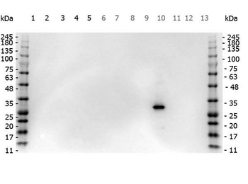 RFP Antibody Pre-adsorbed