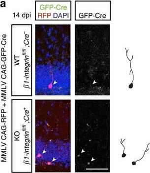 RFP Antibody Pre-adsorbed