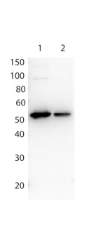 DYKDDDDK Tag (FLAG) Antibody