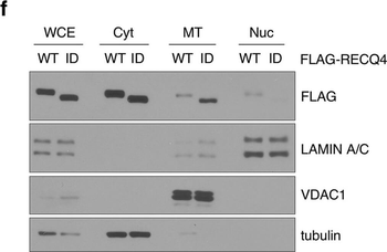 DYKDDDDK Tag (FLAG) Antibody