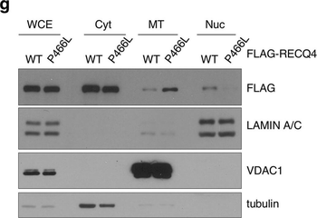 DYKDDDDK Tag (FLAG) Antibody
