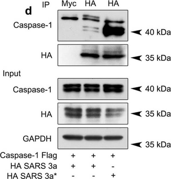 HA Epitope Tag Antibody
