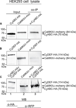 HA Epitope Tag Antibody