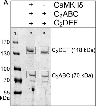 HA Epitope Tag Antibody