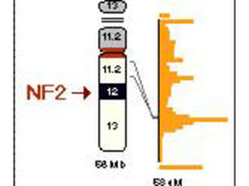 NF2 Antibody