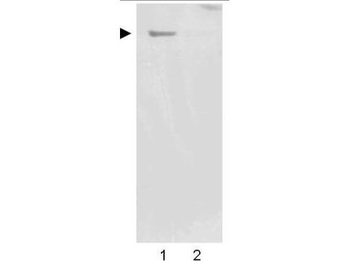 Nestin Antibody