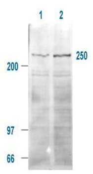 mTOR phospho S2448 Antibody