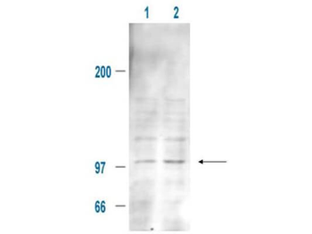 Mdm2 Antibody