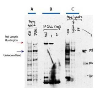 HTT Antibody