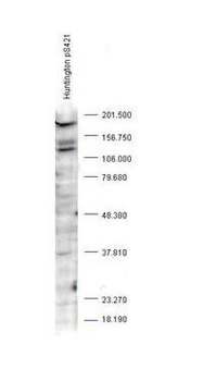 HTT Antibody