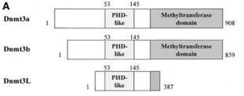 DNMT3L Antibody