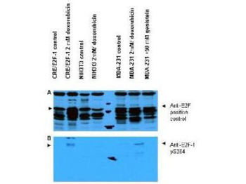 E2F1 Antibody