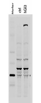 GLI3 Antibody