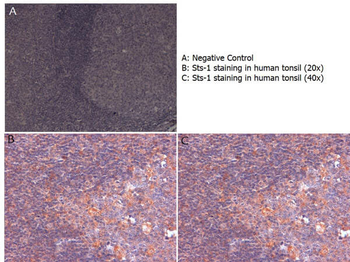 UBASH3B Antibody