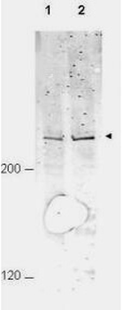 ANAPC1 Antibody