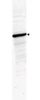 HDAC1 Antibody