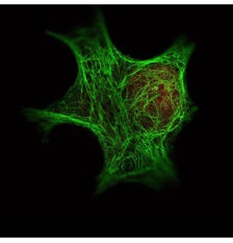 HDAC1 Antibody