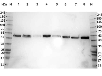 Alpha-Tubulin Antibody