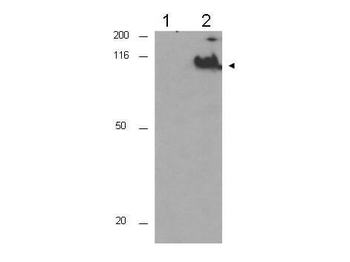 CDC27, D0S1430E Antibody