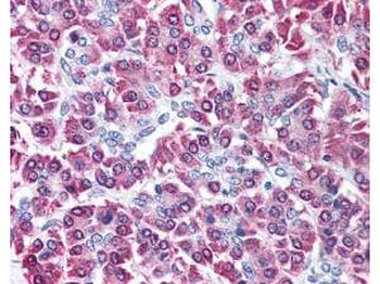 CBLC Antibody