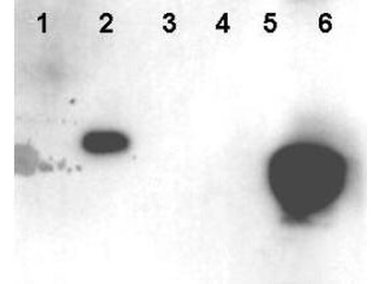 HMGN1 Antibody