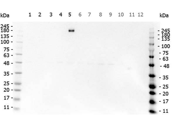 EGFR Antibody