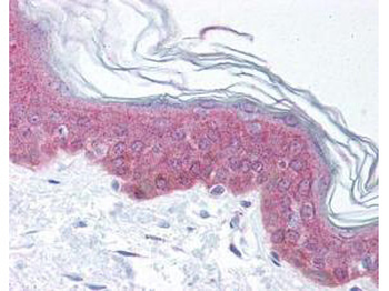 Asap1 Antibody