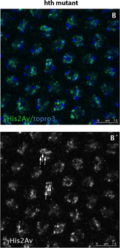 Histone H2AvD phosphoS137 Antibody