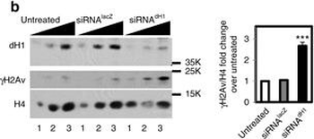 Histone H2AvD phosphoS137 Antibody