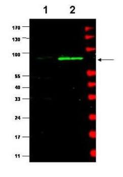Mdm2 Antibody