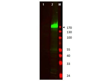 EGFR Antibody