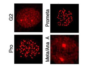 CENPU Antibody