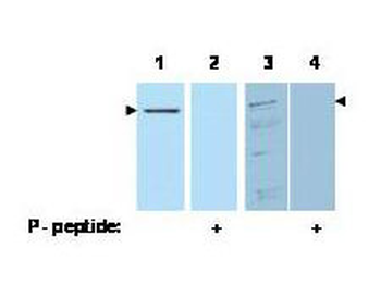 Pdcd4 phospho S457 Antibody